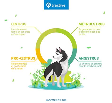 cuni chien|Tout savoir sur le cycle sexuel de votre chienne